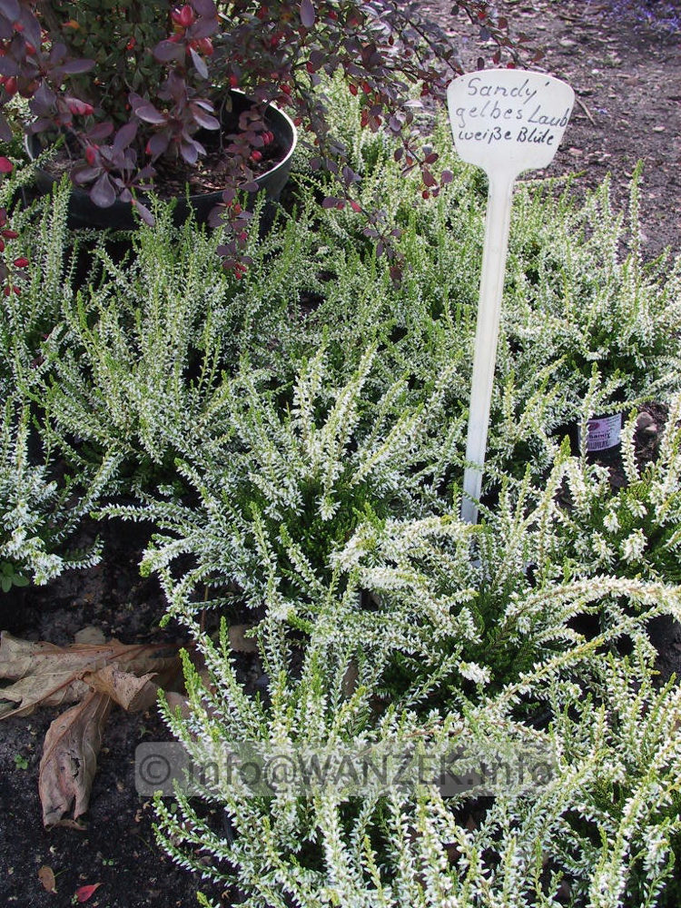 Calluna vulgaris Sandy 01.jpg